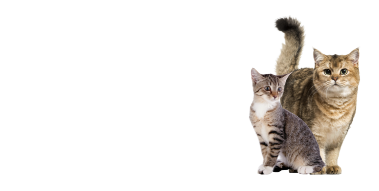 banner-productos-para-gatos