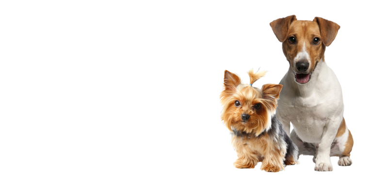 banner-productos-para-perros