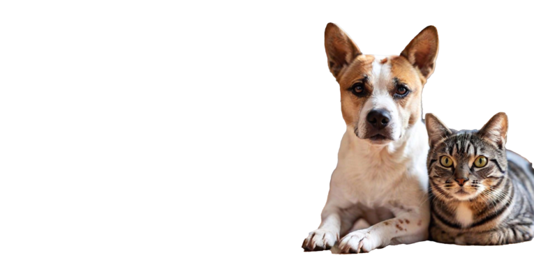 descargar-catalogo-de-productos-pets-and-cats