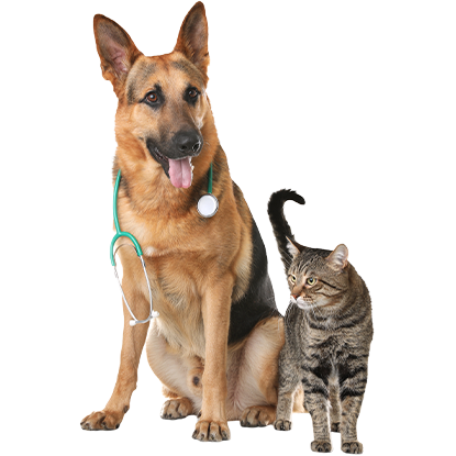 alergias-pets-and-cats-home