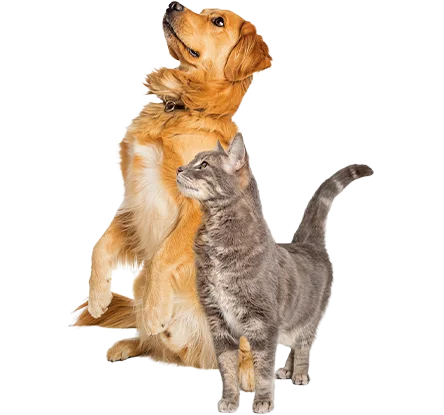 articulaciones-y-musculos-pets-and-cats