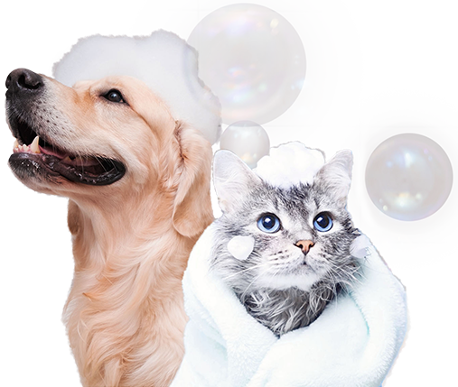 belleza-y-limpieza-pets-and-cats