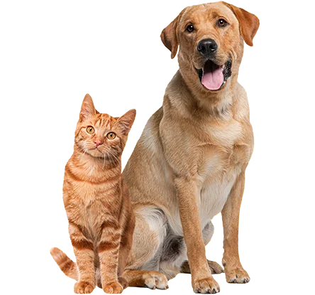 comportamiento-pets-and-cats