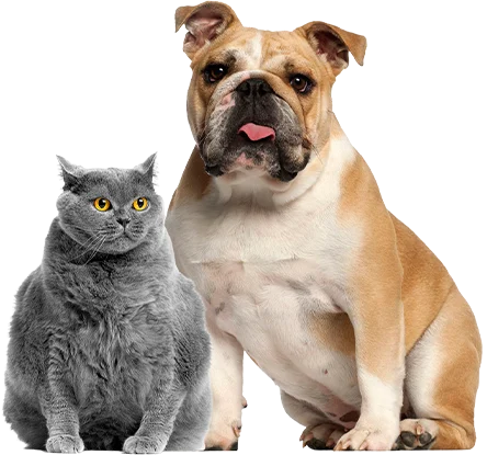 control-de-peso-pets-and-cats