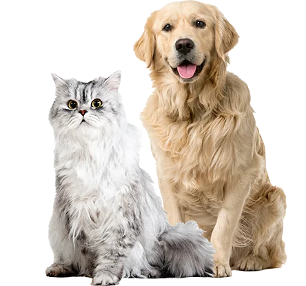 piel-y-pelaje-pets-and-cats