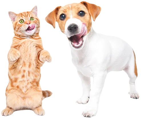 salud-bucal-pets-and-cats