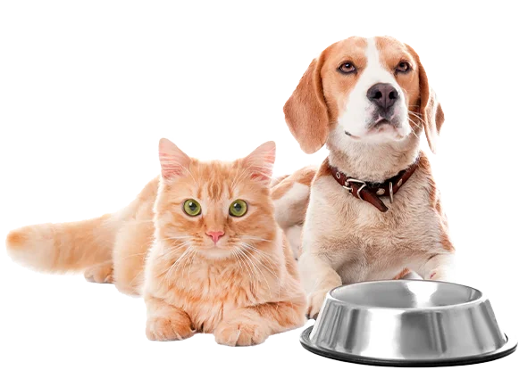 salud-digestiva-pets-and-cats