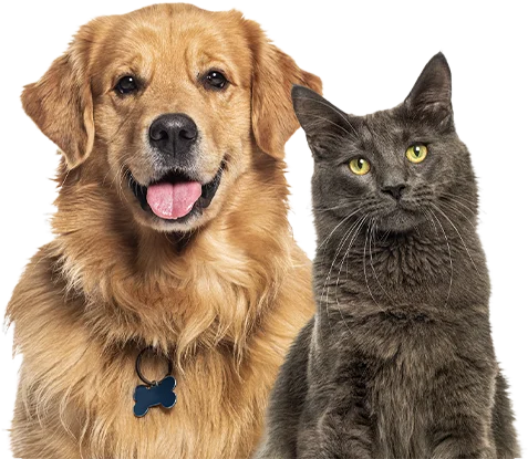 salud-inmunitaria-pets-and-cats