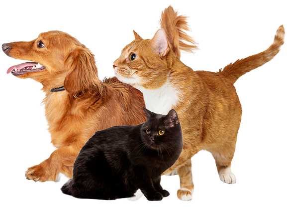 salud-interna-pets-and-cats-home