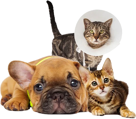 salud-renal-pets-and-cats